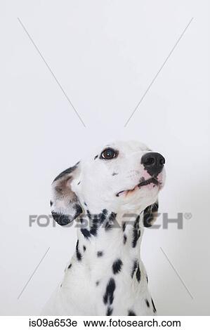 Stock Image - Close up of dog's curious face. Fotosearch