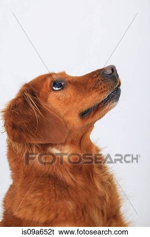 Stock Photograph - Close up of dog's curious face. Fotosearch