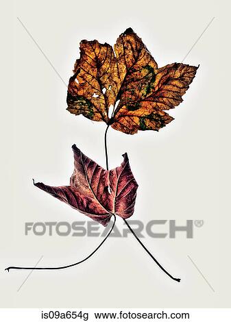Close up of dried autumn leaves View Large Photo Image Stock Image - Close up of dried autumn leaves. Fotosearch