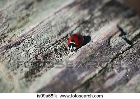 Close up of ladybug on log View Large Photo Image Stock Image - Close up of ladybug on log. Fotosearch