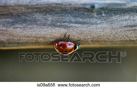 Close up of ladybug on log View Large Photo Image Stock Image - Close up of ladybug on log. Fotosearch