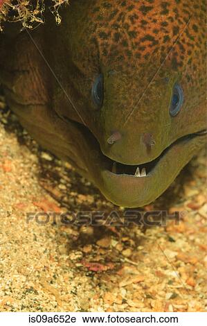 Stock Image - Close up of moral eel's face. Fotosearch