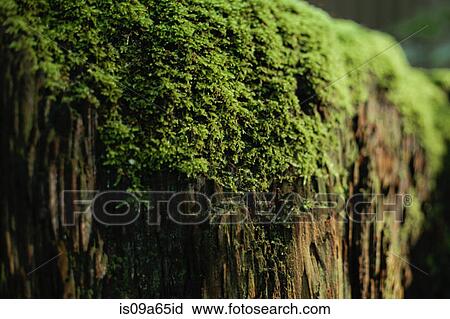 Stock Image - Close up of moss growing on log. Fotosearch