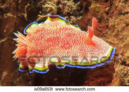 Stock Photograph - Close up of nudibranch on coral reef. Fotosearch