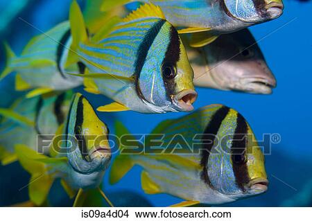 Picture - Close-up of Porkfish. Fotosearch