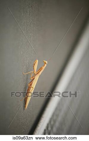 Picture - Close up of praying mantis. Fotosearch