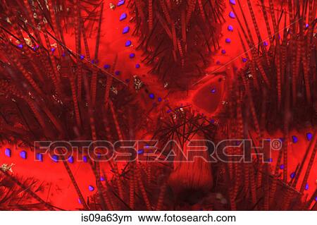 Picture - Close up of sea urchin underwater. Fotosearch