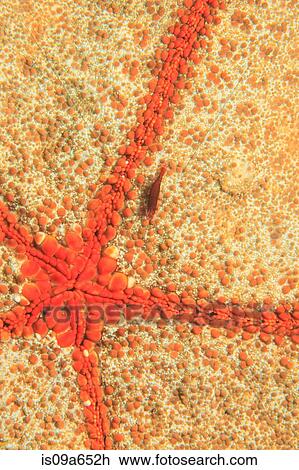 Stock Image - Close up of shrimp on sea star. Fotosearch