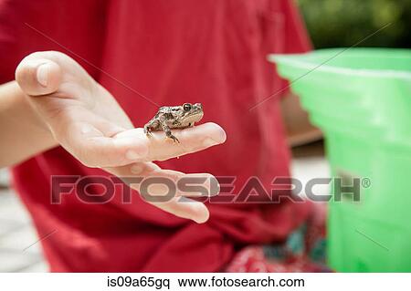 Close up of small frog on boy's finger View Large Photo Image Stock Photography - Close up of small frog on boy's finger. Fotosearch