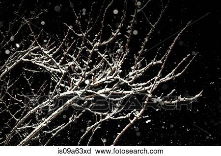 Stock Image - Close up of snow-covered branches. Fotosearch