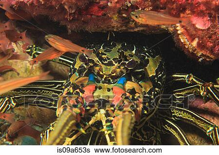 Stock Photograph - Close up of spiny lobster's face. Fotosearch