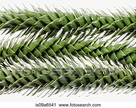 Stock Image - Close up of thorny plant leaves. Fotosearch