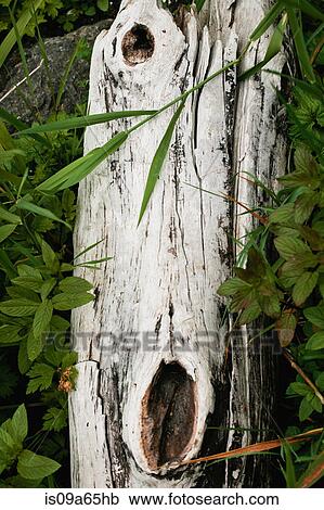 Stock Image - Close up of white log and plants. Fotosearch