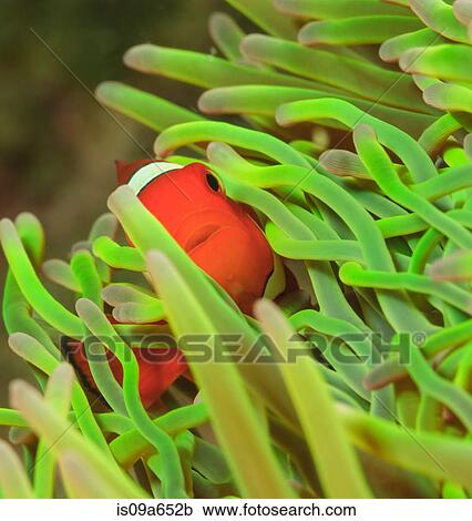 Clownfish swimming in sea anemone View Large Photo Image Stock Image - Clownfish swimming in sea anemone. Fotosearch