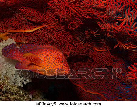 Stock Photography - Coral grouper next to gorgonian. Fotosearch