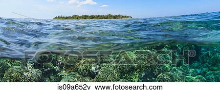 Stock Photo - Coral reef and water surface. Fotosearch