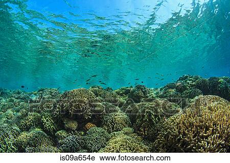 Stock Image - Coral reef in shallow water. Fotosearch