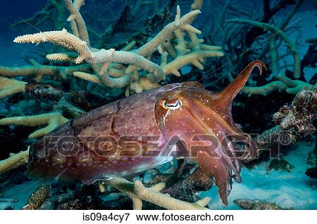 Cuttlefish waves tentacles View Large Photo Image Stock Photo - Cuttlefish waves tentacles. Fotosearch