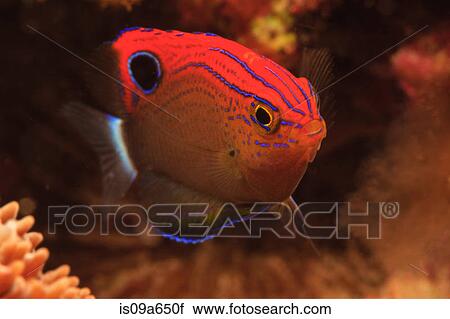 Damselfish swimming in coral reef View Large Photo Image Stock Image - Damselfish swimming in coral reef. Fotosearch