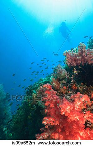 Picture - Diver swimming in coral reef. Fotosearch