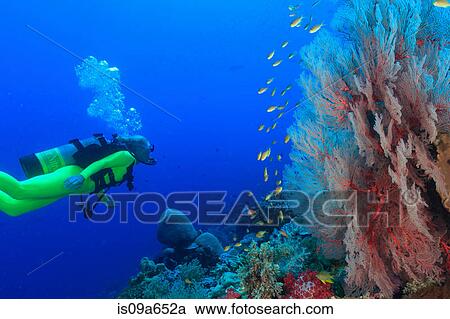 Stock Image - Diver swimming in coral reef. Fotosearch