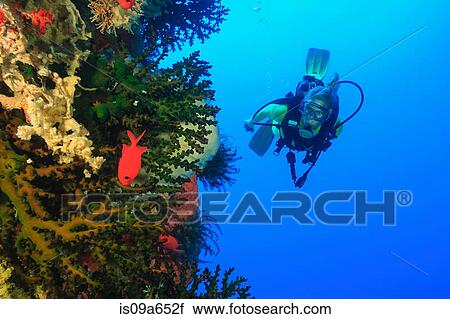 Diver swimming in coral reef View Large Photo Image Stock Image - Diver swimming in coral reef. Fotosearch