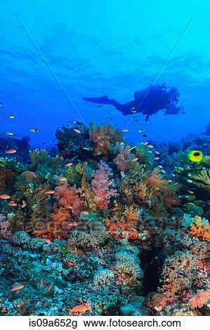 Stock Image - Diver swimming in coral reef. Fotosearch