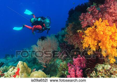 Stock Image - Diver swimming in coral reef. Fotosearch
