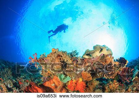 Stock Image - Diver swimming in coral reef. Fotosearch