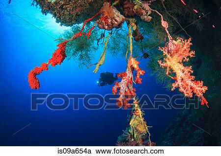 Stock Image - Diver swimming in coral reef. Fotosearch