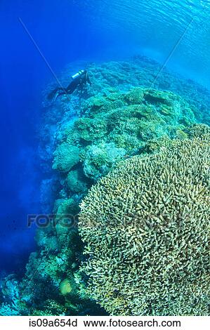 Diver swimming in coral reef View Large Photo Image Stock Image - Diver swimming in coral reef. Fotosearch