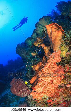 Diver swimming in coral reef View Large Photo Image Stock Photograph - Diver swimming in coral reef. Fotosearch