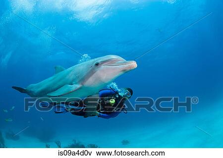 Stock Photo - Diver with dolphin. Fotosearch
