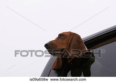 Stock Photo - Dog poking head out car window. Fotosearch