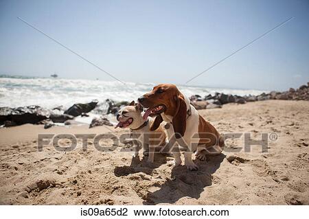 Dogs panting together on beach View Large Photo Image Stock Image - Dogs panting together on beach. Fotosearch