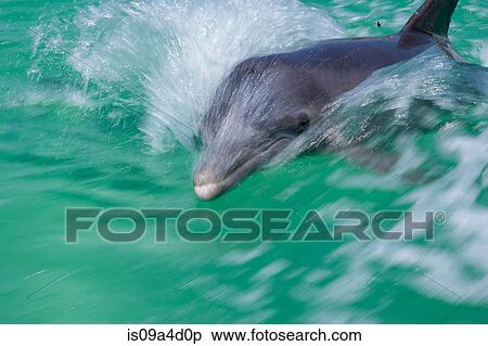 Dolphin at surface View Large Photo Image Stock Photography - Dolphin at surface. Fotosearch