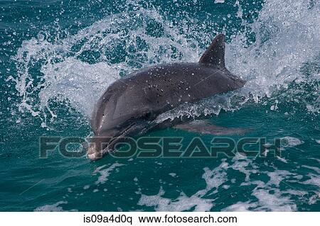 Dolphin at surface View Large Photo Image Stock Photography - Dolphin at surface. Fotosearch