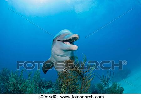 Stock Photograph - Dolphin underwater. Fotosearch