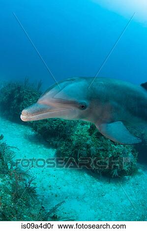 Stock Photography - Dolphin underwater. Fotosearch