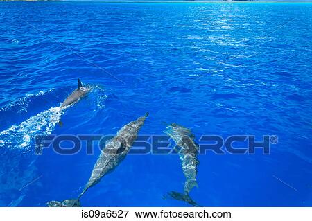 Stock Photo - Dolphins swimming in tropical water. Fotosearch