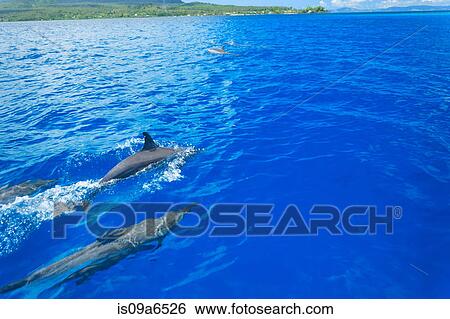 Dolphins swimming in tropical water View Large Photo Image Stock Photograph - Dolphins swimming in tropical water. Fotosearch