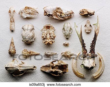 Dried boned arranged on paper View Large Photo Image Stock Image - Dried boned arranged on paper. Fotosearch