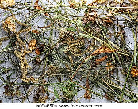 Dried flowers and plants on paper View Large Photo Image Stock Photograph - Dried flowers and plants on paper. Fotosearch