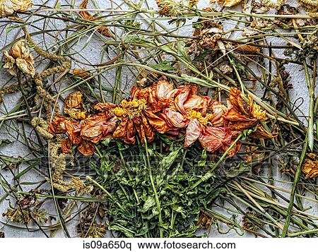 Dried flowers and plants on paper View Large Photo Image Stock Photography - Dried flowers and plants on paper. Fotosearch