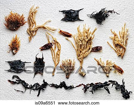 Dried plants arranged on paper View Large Photo Image Stock Image - Dried plants arranged on paper. Fotosearch
