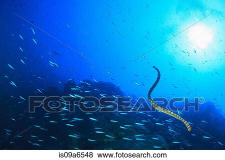 Eel swimming in school of fish View Large Photo Image Stock Photo - Eel swimming in school of fish. Fotosearch