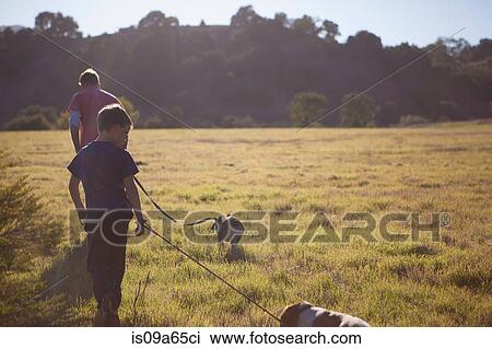 Stock Image - Father and son walking dogs in field. Fotosearch