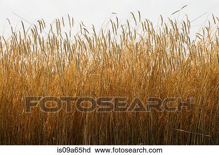 Field of tall wheat View Large Photo Image Stock Image - Field of tall wheat. Fotosearch