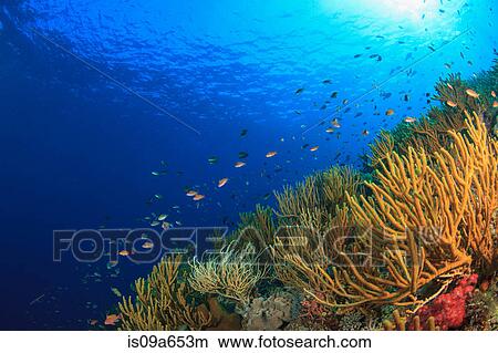Picture - Fish swimming in coral reef. Fotosearch