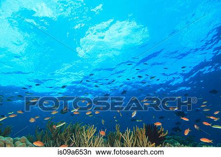 Fish swimming in coral reef View Large Photo Image Picture - Fish swimming in coral reef. Fotosearch